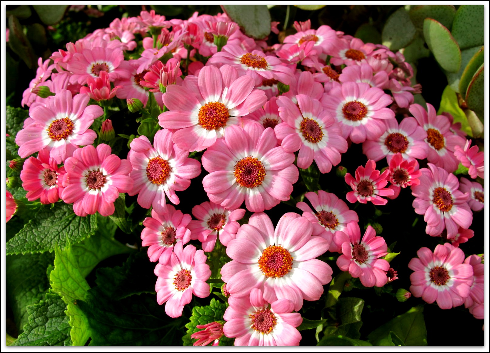 senetti pericallis,xhybtidus,senecio

